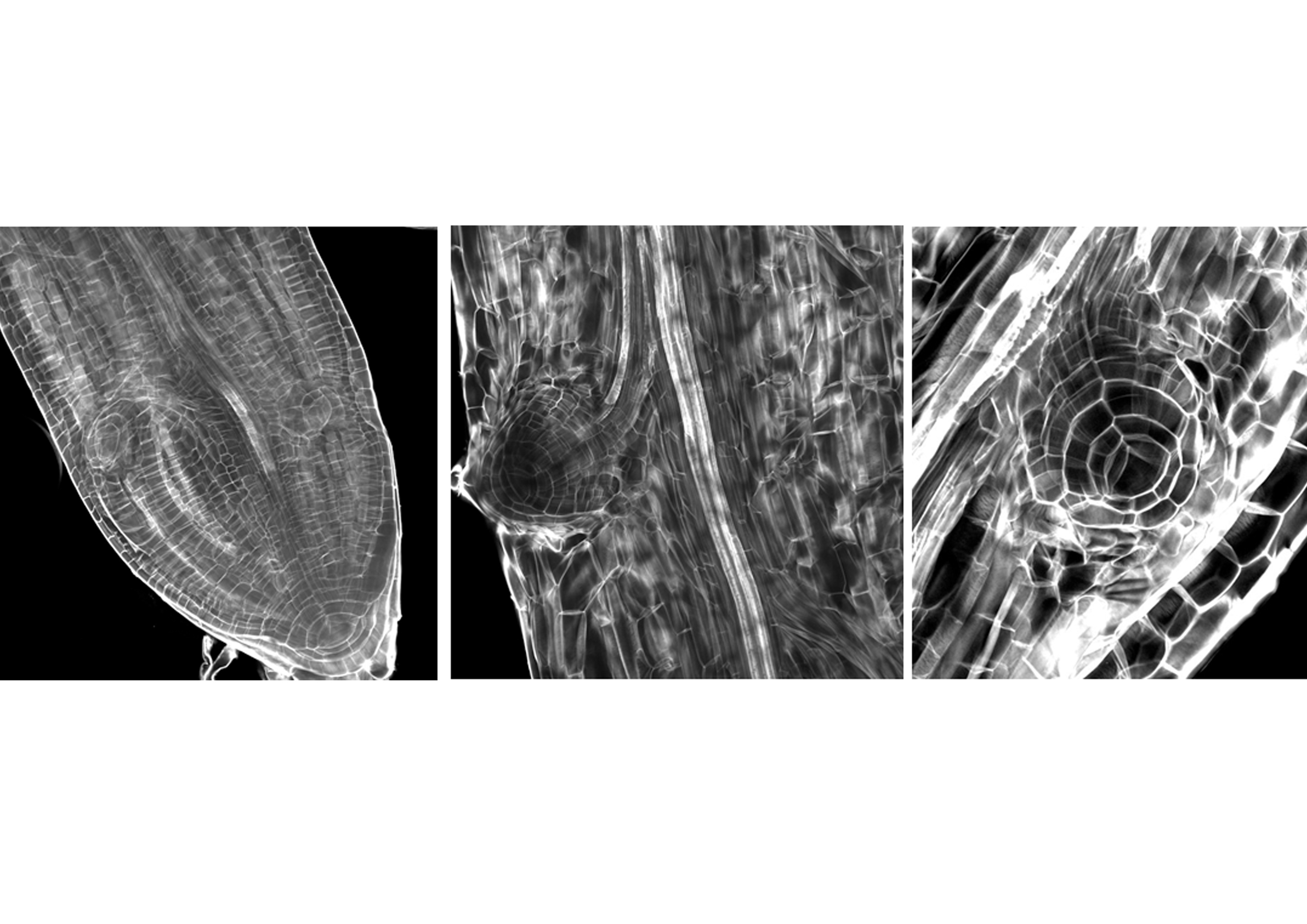 Ferns to elucidate the evolution of lateral root branching