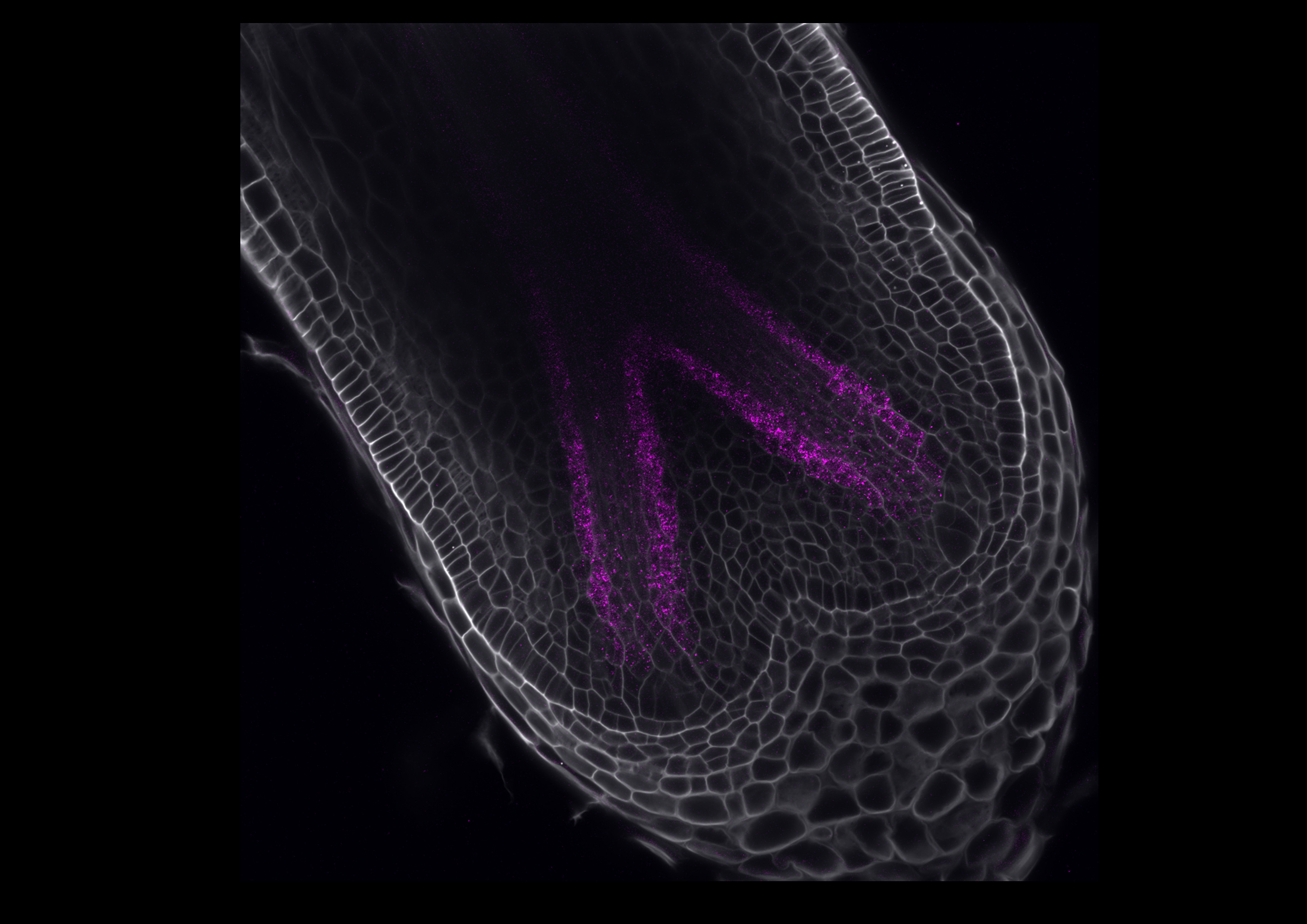 Confocal image (106) of SmSCRa