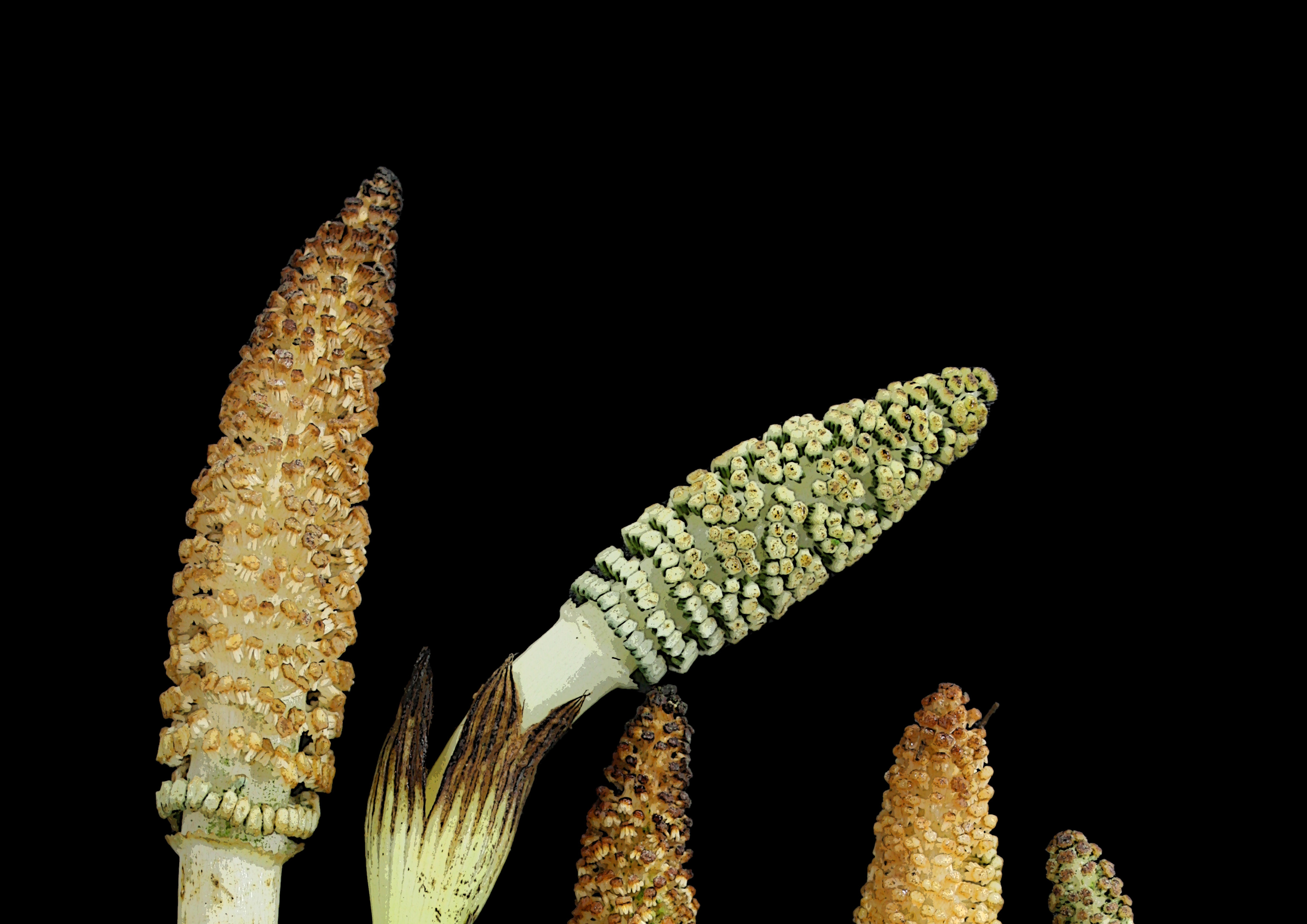 Horsetails to elucidate the evolution of lateral root branching