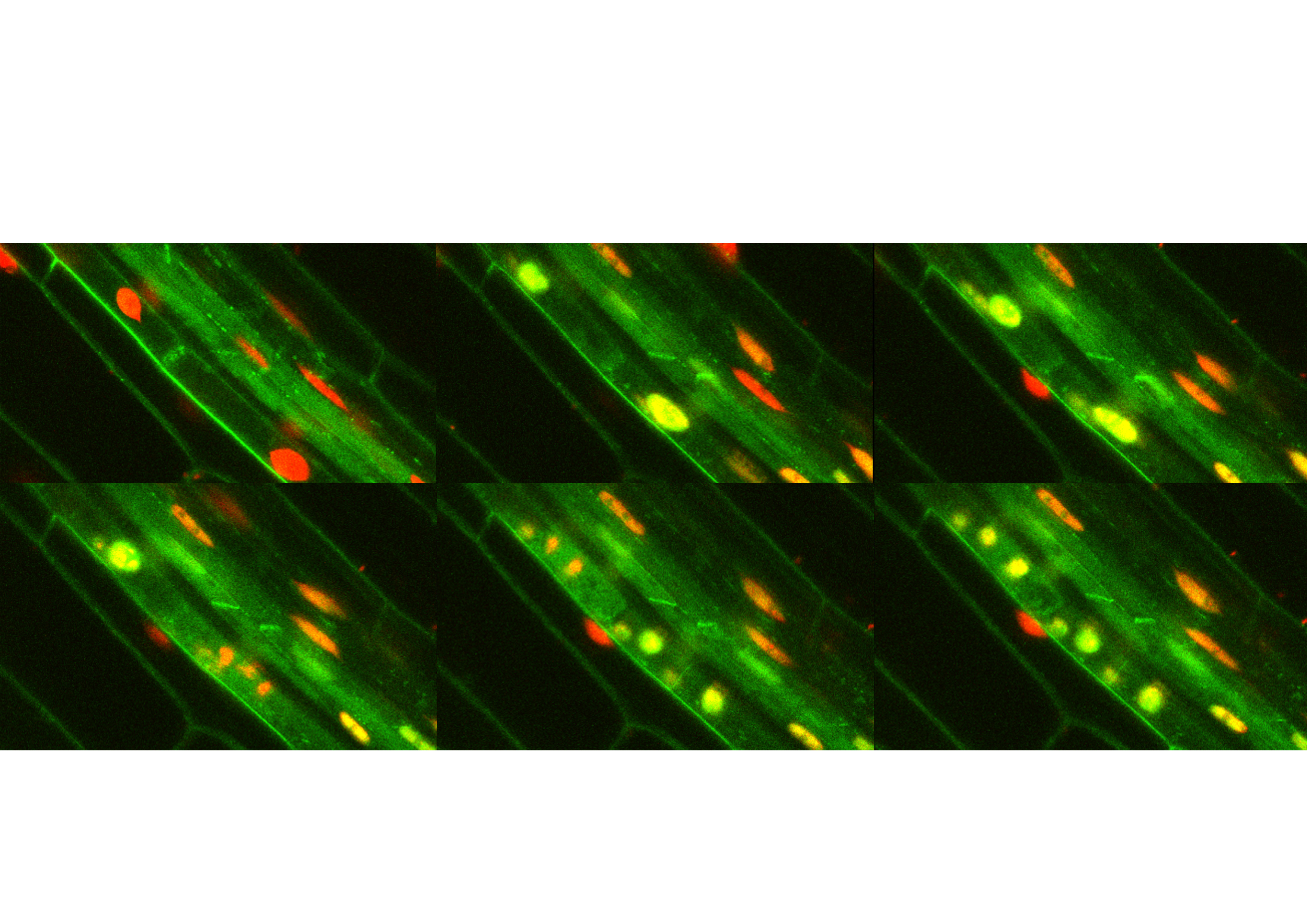 Lateral root founder cell specification 