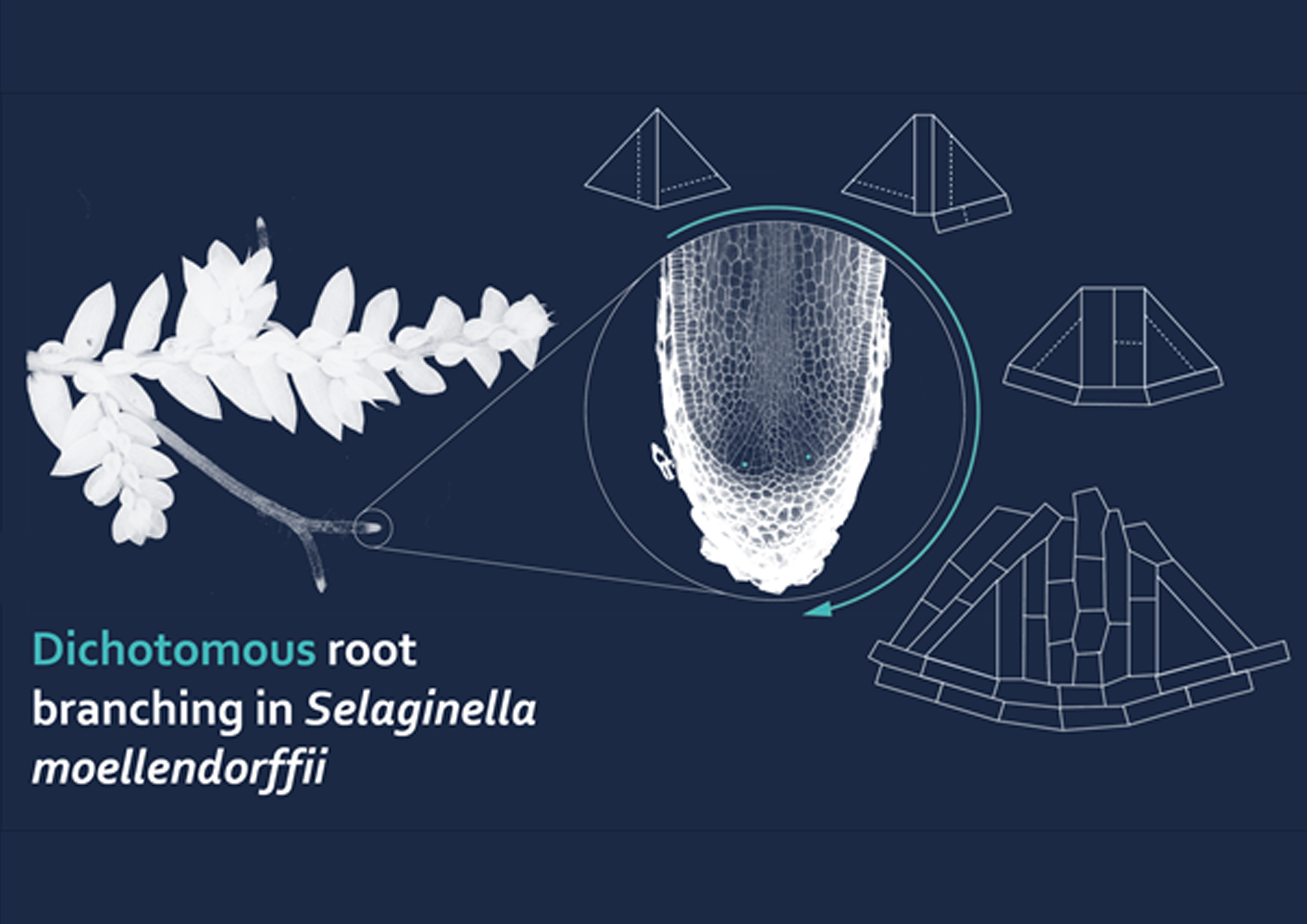 Apical root branching in selaginella