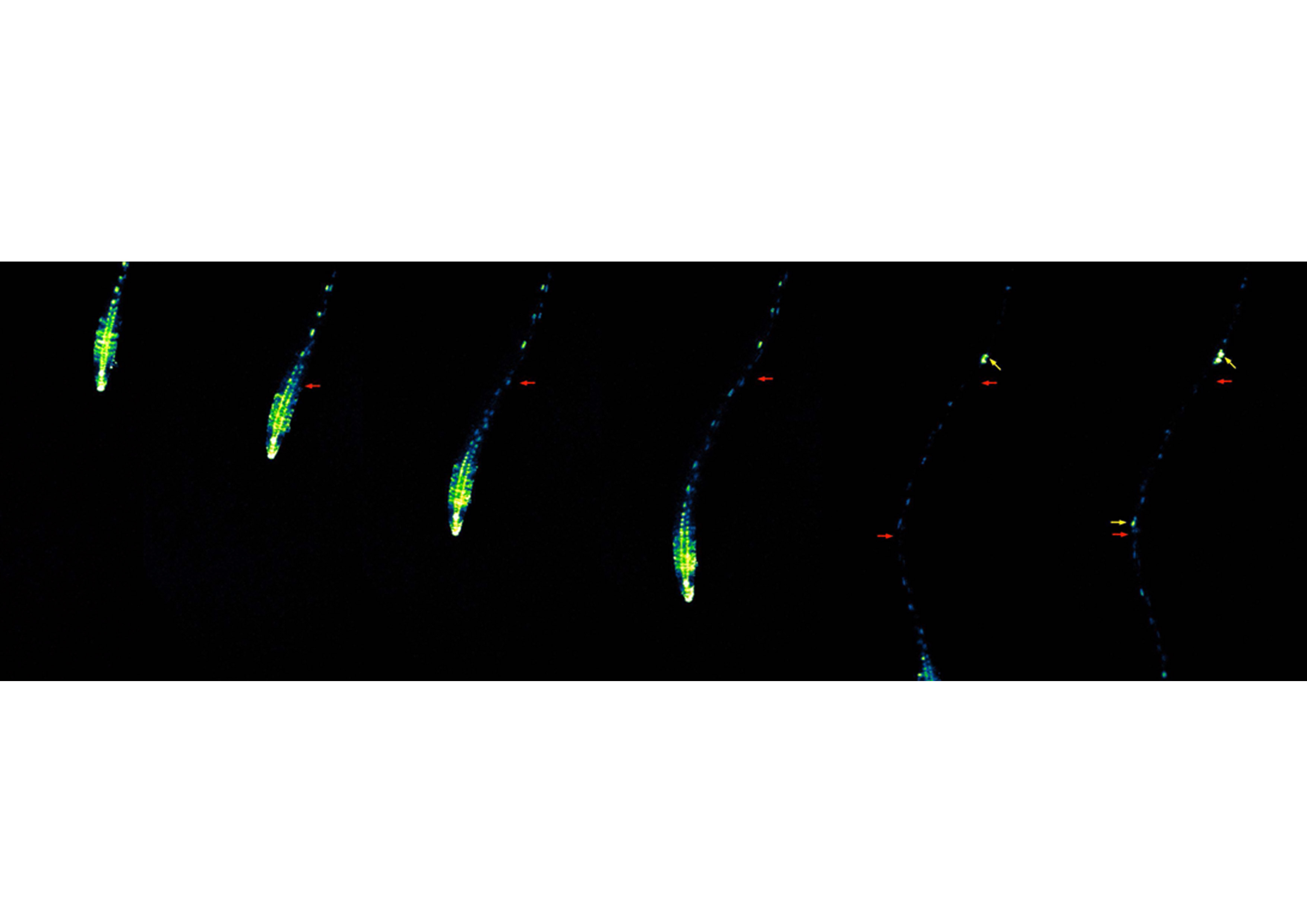 Lateral root founder cell specification 