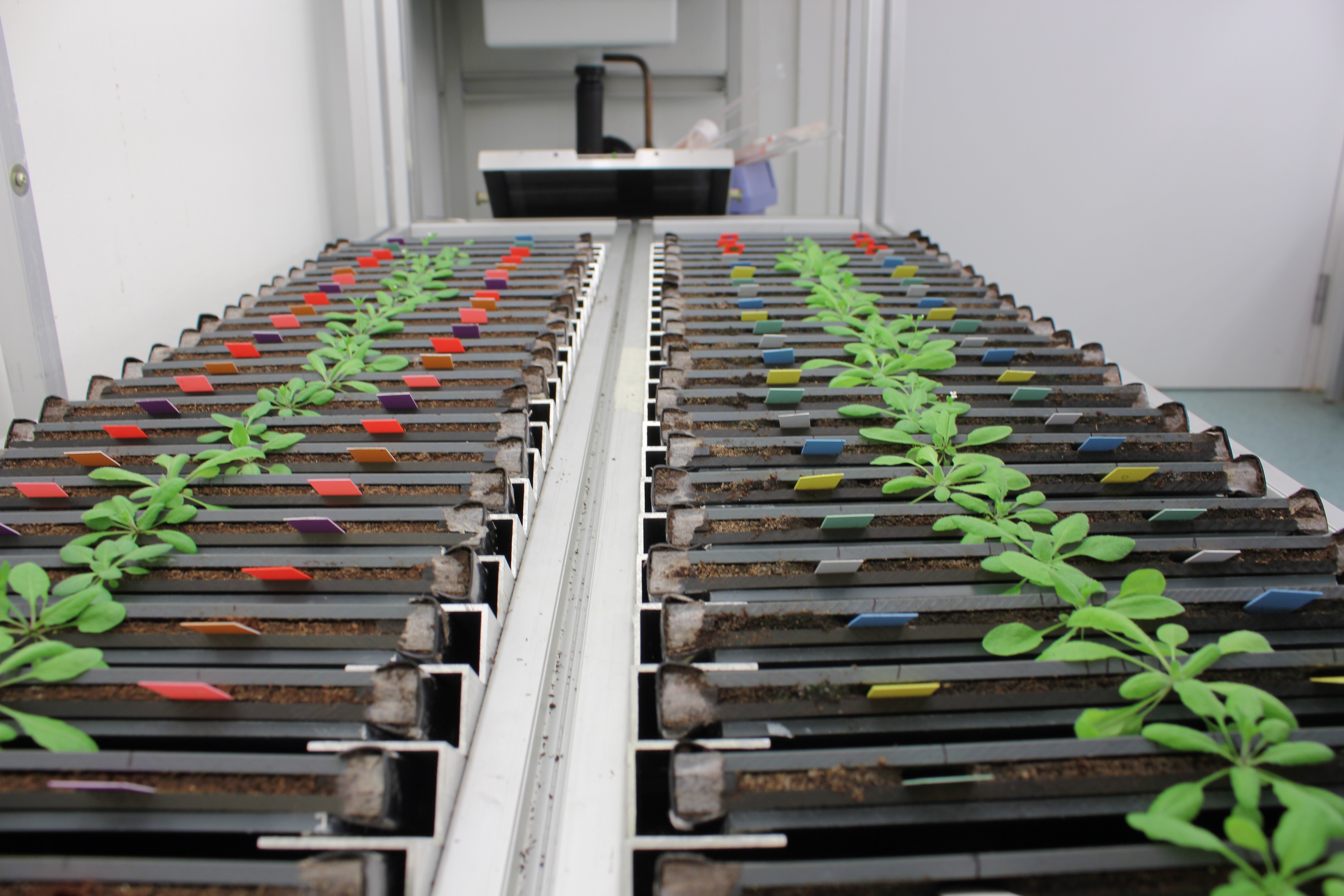 Root Phenotyping