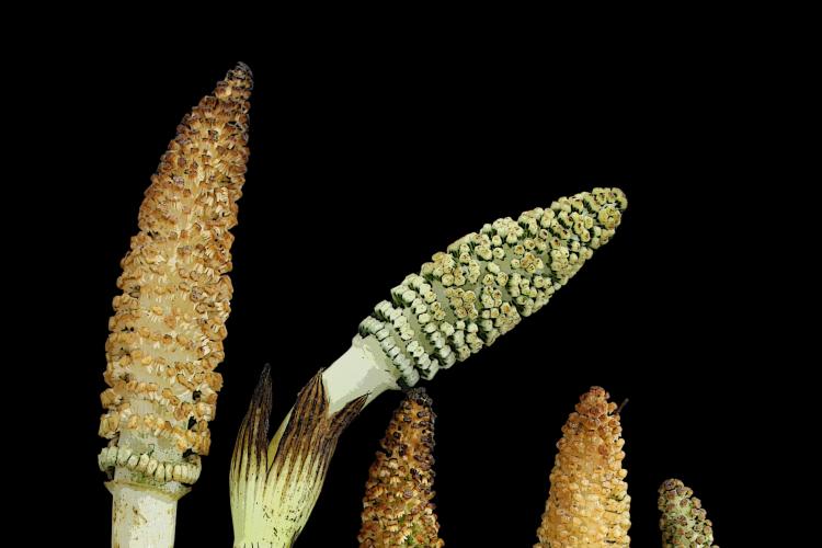 Horsetails to elucidate the evolution of lateral root branching