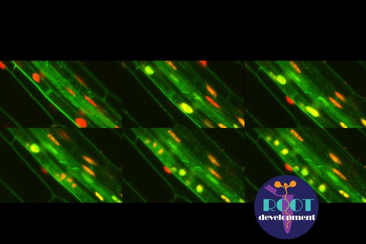 Lateral root founder cell specification 