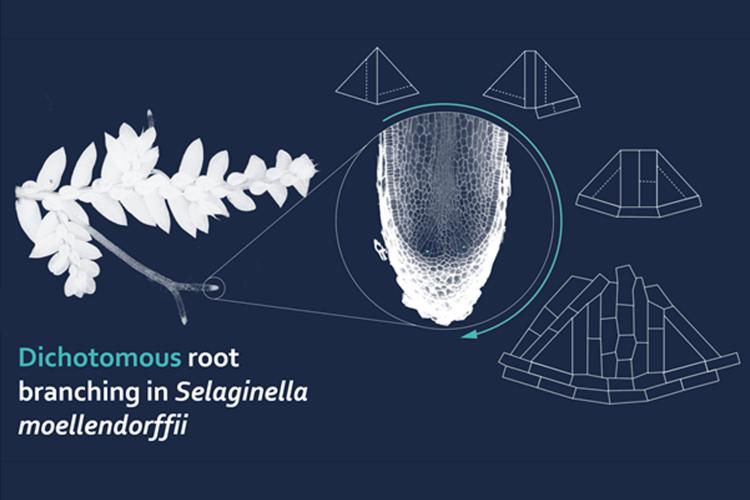 Apical root branching in Selaginella 